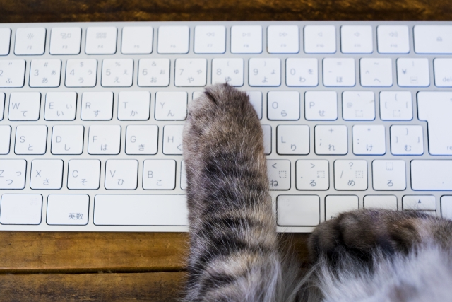 猫もネット検索